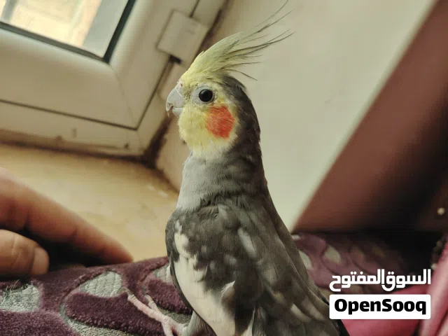 ببغاء كوكتيل ذكر بضاعه حلوه جدا