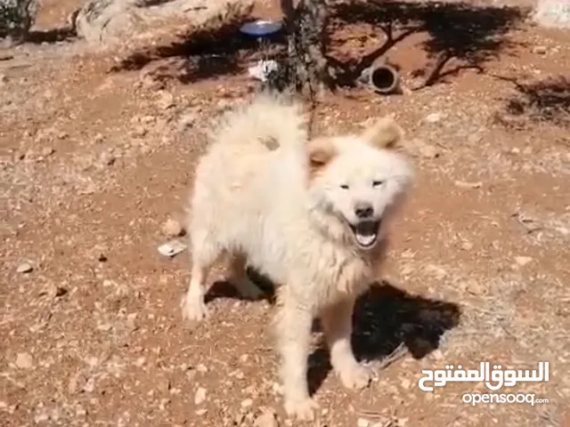 كلب للبدل على اي اشي لانه البيع الكلاب حرام