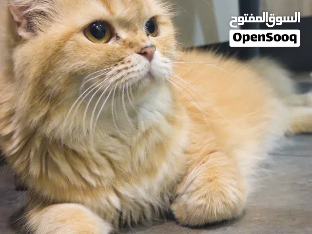 pregnant British Longhair Golden