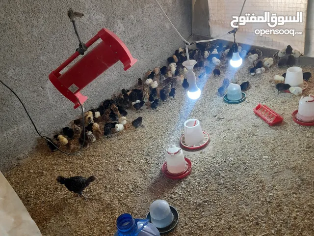 جاج بياض بلظي