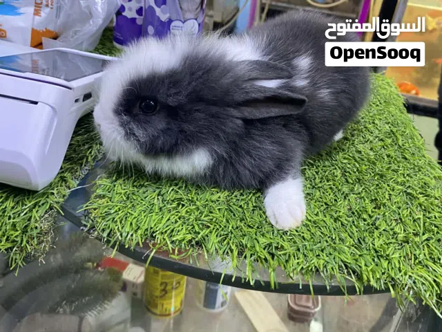 شي فاخر من الاخر  دكر أرنب اسدي للبيع