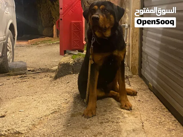 كلب روت وايلر ذكر