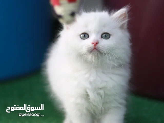 شانشيلا عمر 50 يوم