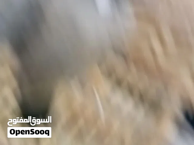 بلابل مخاليف بثحه جيده ياكل وحده