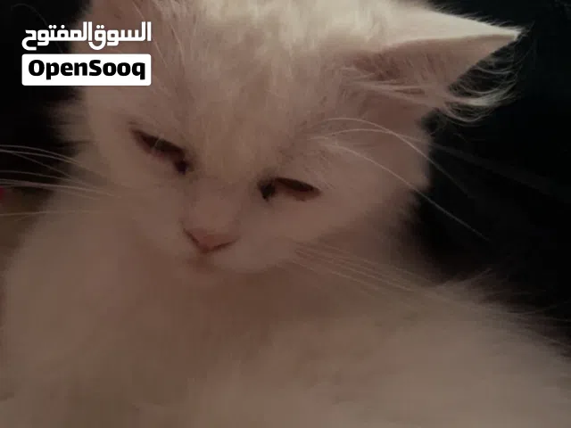 قطه كبيره وتنجب اطفال جميلين وتحب الاهتمام واللعب مع اصحابها ويجب تغذيتها بشكل جيد