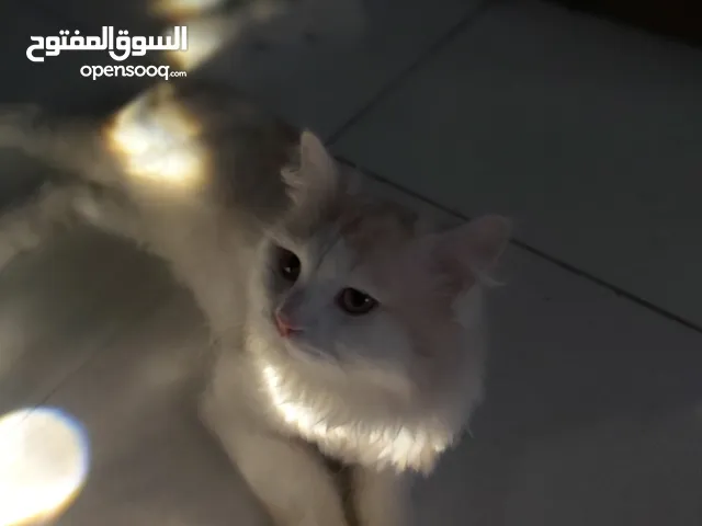 قط سيبيري للبيع
