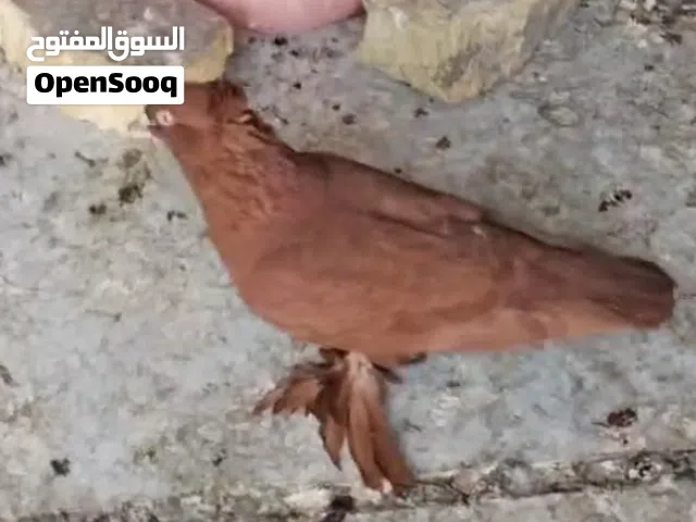 بيع حمام نوع راعبي فول ومكفول شرط الصحة والنظافة نثية اماية جاهزة شرط الشد والتبزير
