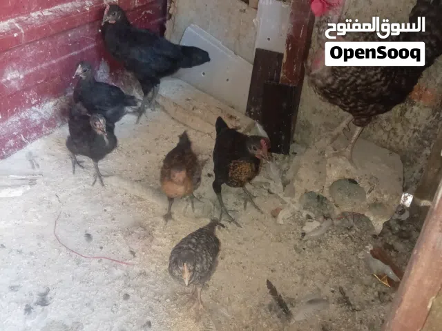 جاجه مع صيصان.. العدد 6 سته صيصان