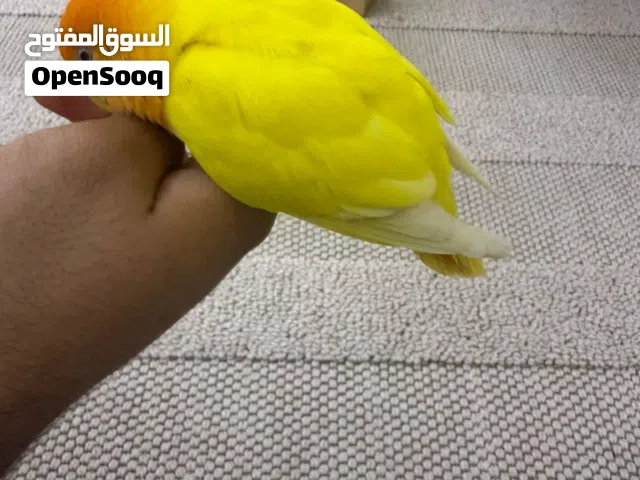 طائر روز اليف مع القفص