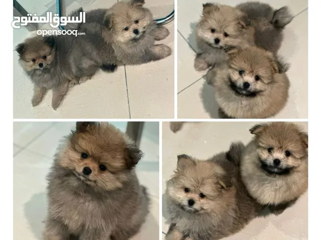 Cute new born Pomeranian looking for their new home