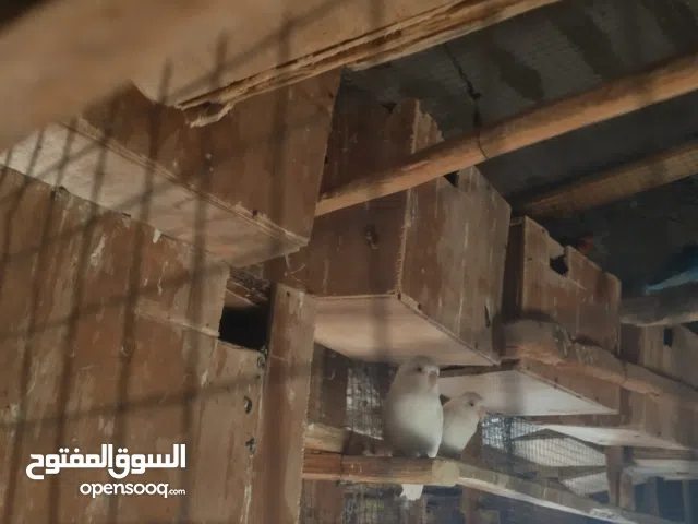 وزوج حمام صيني اصل منتج شي نادر