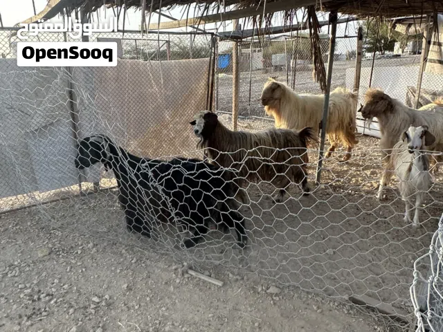 بيع اضاحي العيد