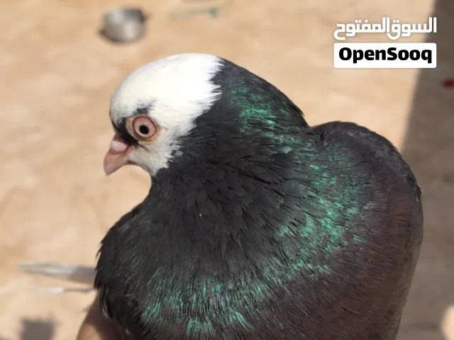 قلاب دكر ربي يبارك