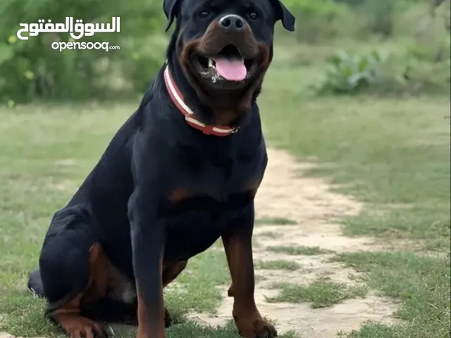 مطلوب روت وايلر التبني