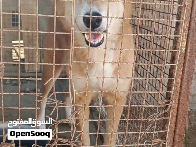 كلب حراسة درجة اولى