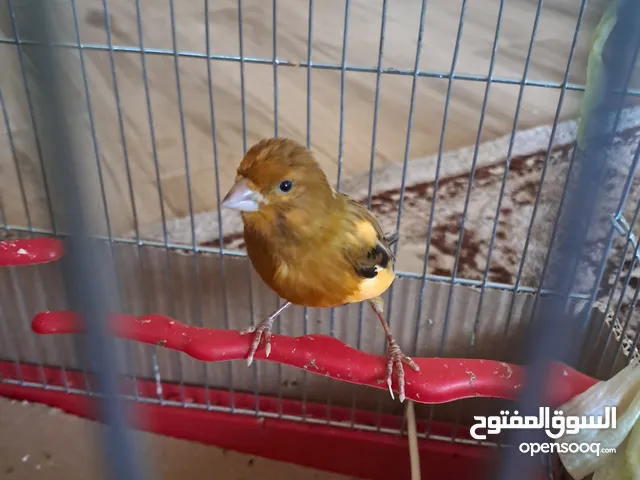 ذكر مغرد حامي نارررر