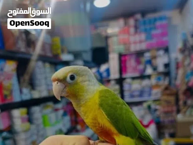 مطلوب ببغاء أليف موجود في اربد ويكون بسعر طري وما بعض.