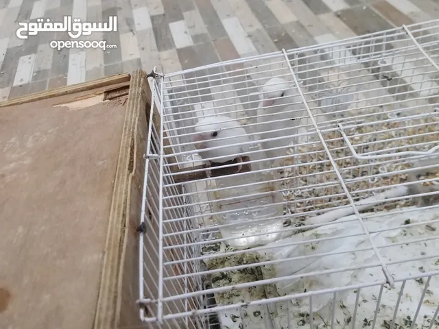 متوفر طيور اشكال و انواع للبيع