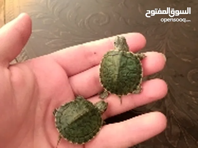 سلاحف برمائية