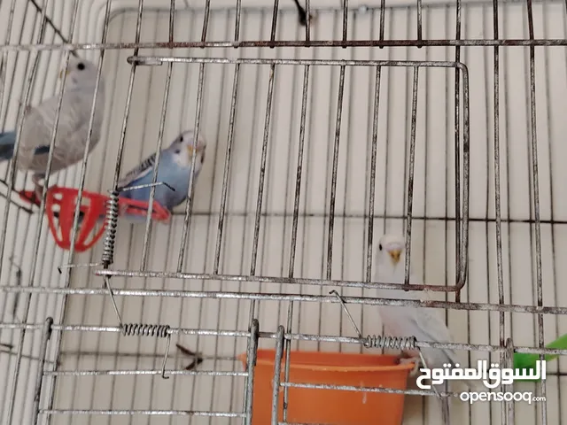 ثلاث فراخ حب