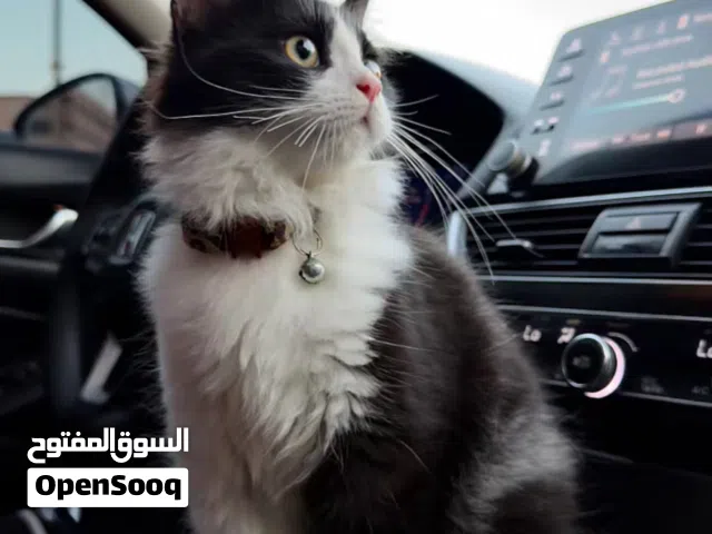 قط فصيله توكسيدو العمر 6 اشهر صلاله