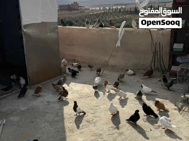 طيور حمام للبيع كوم