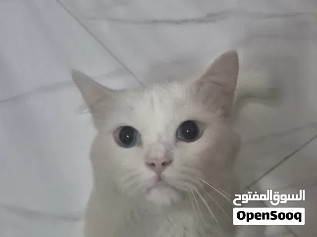 the cat is male and vaccinated
