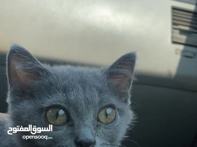 قطه العمر شهرين(شيرازيه) تلعب واجد مناسبه جدا حق الأطفال