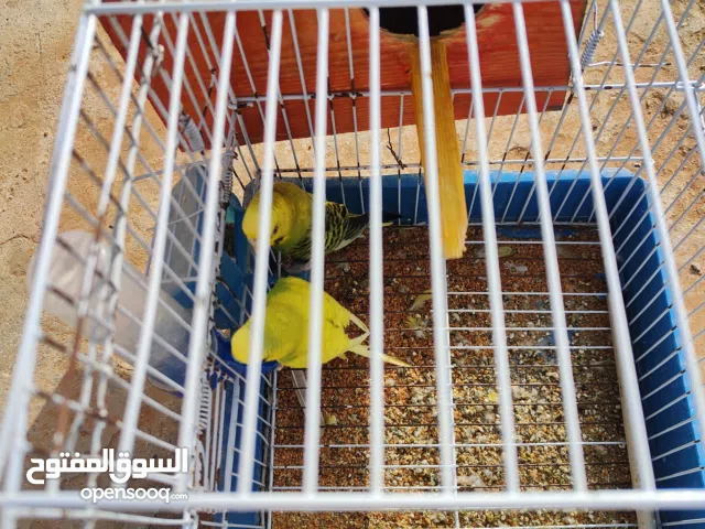 جوز باندا للبيع بالقفص سعر 70