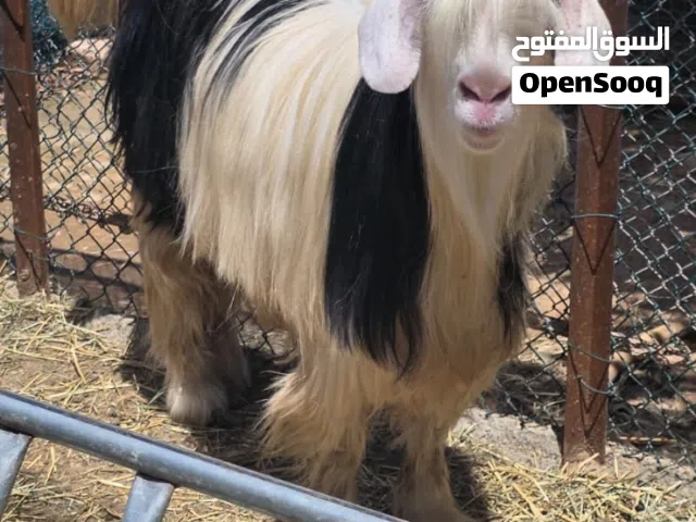 للبيع شاه من حلال الرحوب