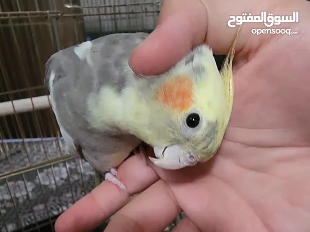 كوكتيل اليف متكلم نشط للبيع لغرض السفر