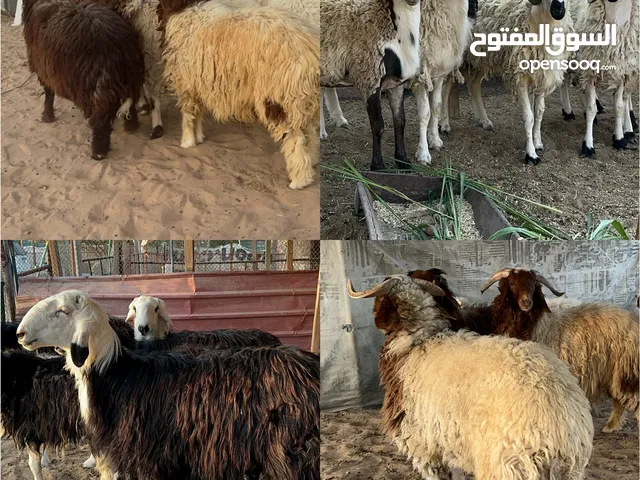 خرفان اضاحي متنوعة نعيمي ونجدي ومحلي وقبرصي انتاج الدار سمان فوول واحجام وأوزان طيبة اللهم بارك