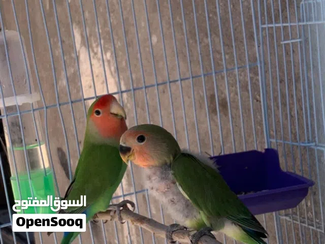 غندور للبيع