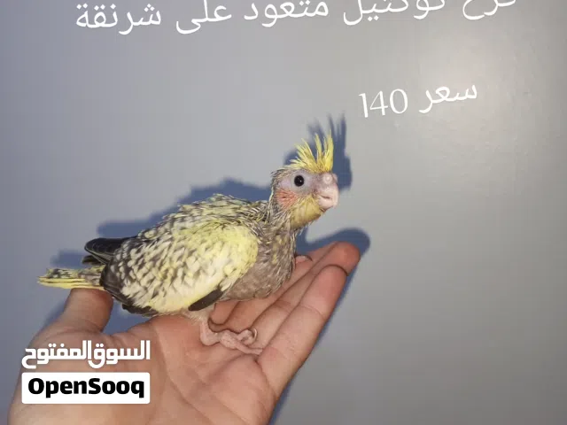 سلام عليكم متاح 4فروخ كوكتيل اقرأ الوصف