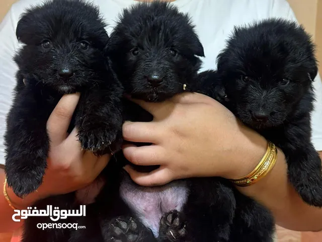 German shepherd black جيرمن شيبرد بلاك