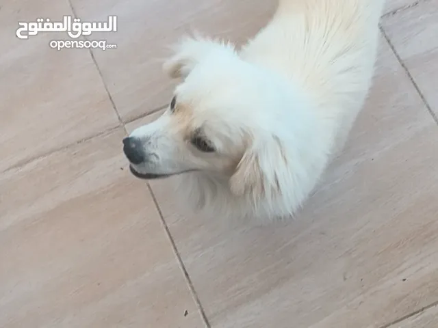 كلب لولو فوكس للبيع