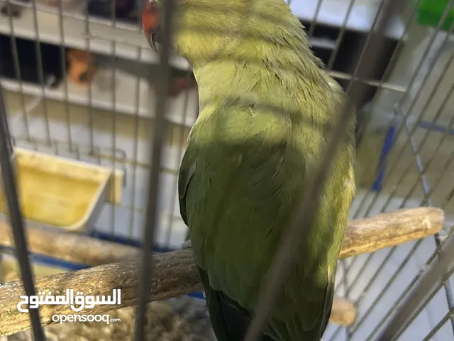 ببغاء درة للبيع