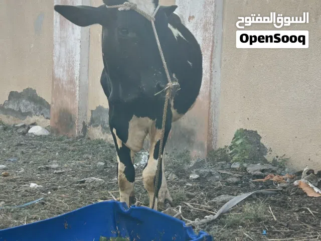 عجل هولندي للبيع مهجن مع ظفاري. بعده الصغير ما قالع ابدا ضروس عمره تقريبا سنه.
