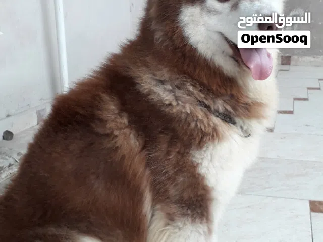 اجمل جراوي هاسكي 53 يوم مستوي متميز