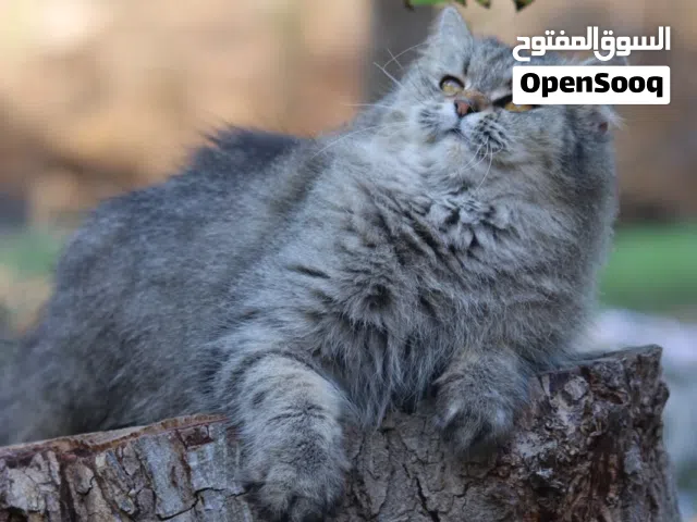 للبيع قطة انثى شيرازية