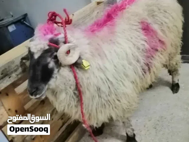 كل عام وانتم بالف خير استعداد تام لذبح جميع الأضاحي ذبح في المنازل احجز  موعد ابو وسام