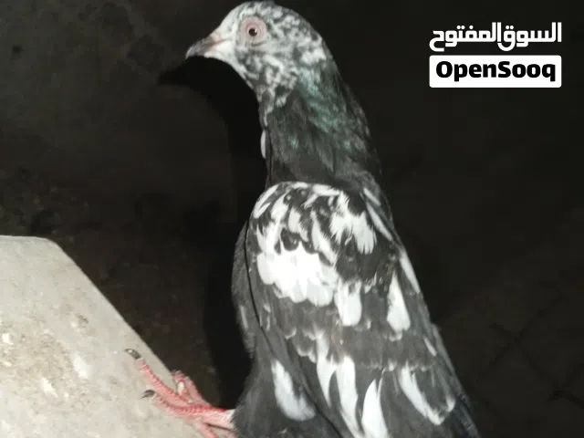 طير حمام باكستاني مرقع