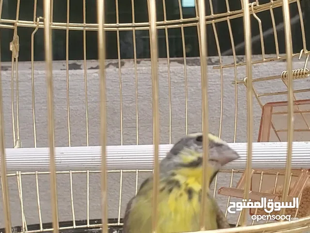 طيرة ياسمين موزمبيق شغالة