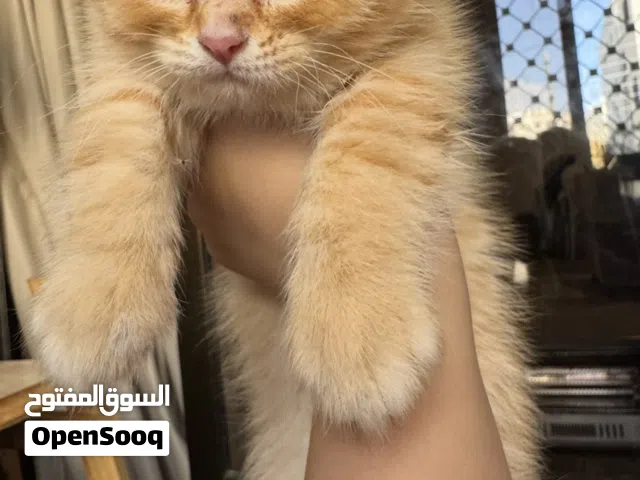 قط للبيع ميكس شانشيلا وسكوتش فولد العمر شهرين للاستفسار