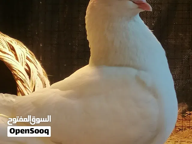 حمام كنك ابيض للبيع العدد 4 طيرة و فحل و بناتهن