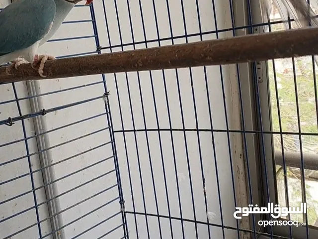 زوج بغبغاء درة من النوادر حجم وصحة وريش ماشاء الله للبيع لظروف خاصة