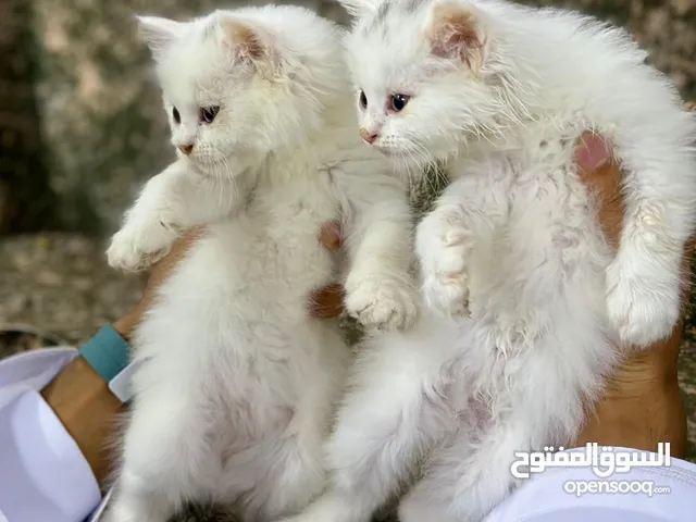 قطط شيرازية اصل من اب وام