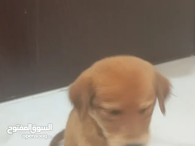 جرو جولدن للبيع