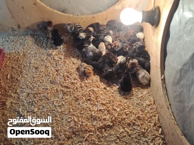 صيصان بلدي للبيع