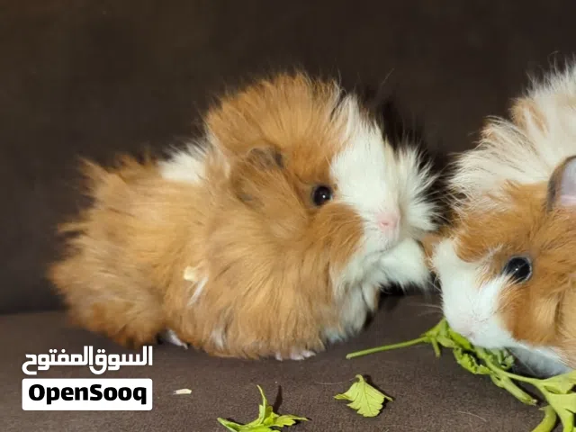 ارنب هندي ، ارانب هندية ، guinea pig.